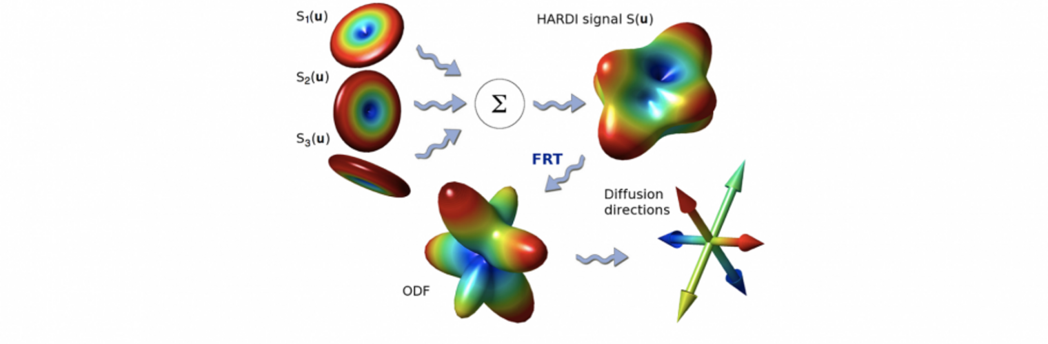 Hardi Diffusion Directions